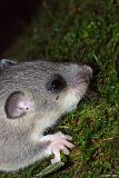 34    Nach dem Verlassen des Wurfnestes zunaechst noch aengstliche Blicke